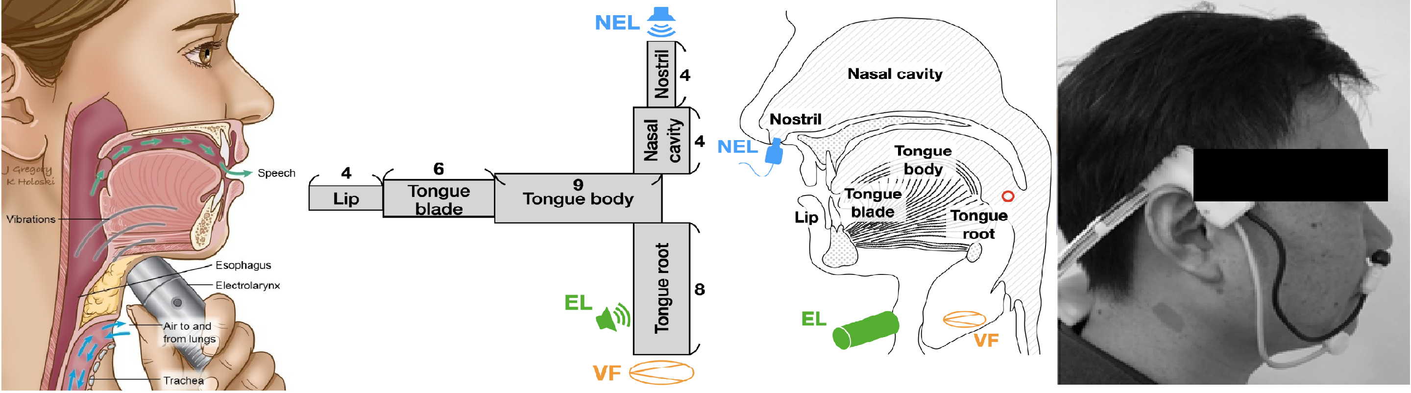 Overview of CEL and NEL speech production